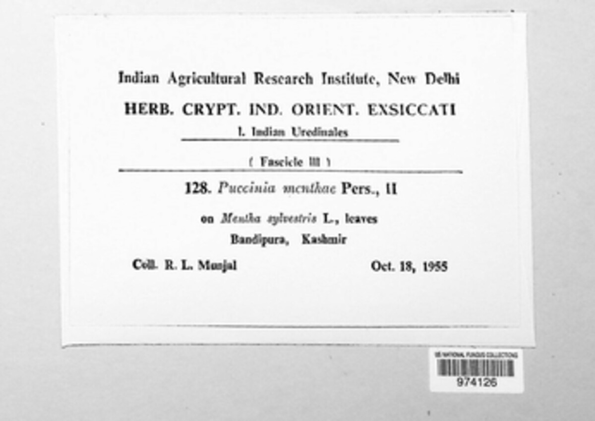 Puccinia menthae image